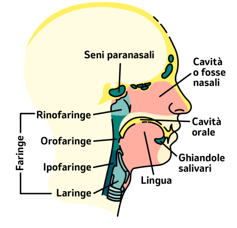 Immagine zone interessate da tumori testa collo 