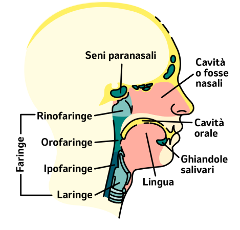 immagine zone interessate dal tumore testa collo