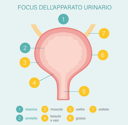 Focus sull'apparato urniario